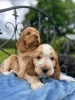 Cocker Spaniel puppies - 4