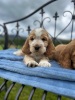 Cocker Spaniel puppies - 5