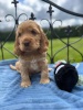 Cocker Spaniel puppies - 6