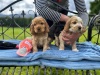 Cocker Spaniel puppies - 7