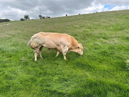 Belgian blue bull