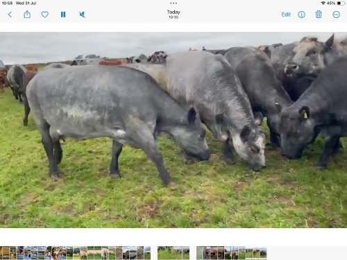 High health Blue Grey Cows