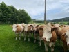 Incalf Simmental cross heifers