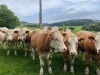 Incalf Simmental cross heifers - 2