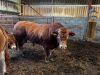 High health Limousin bulls