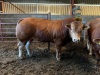 High health Limousin bulls - 2