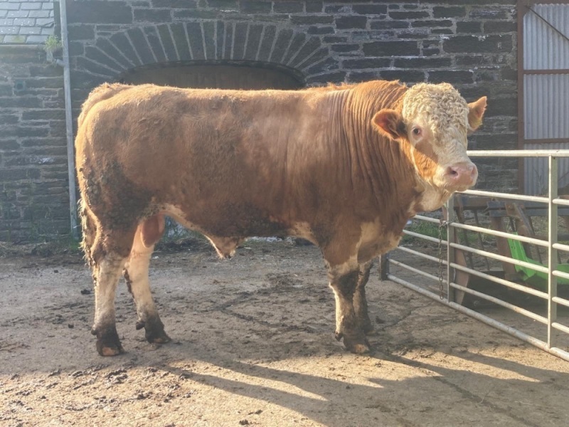 Simmental bull