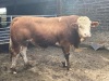 Simmental bull