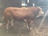 Simmental bull - 2