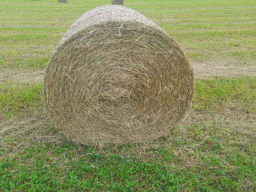 Hay