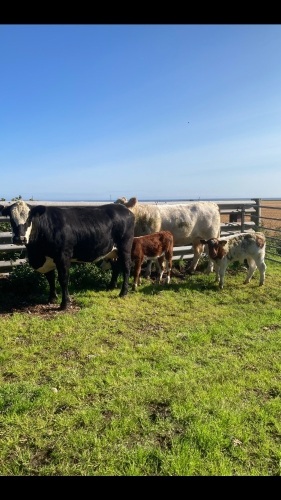 2 heifers and calves