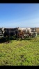 2 heifers and calves