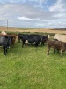 Cows and calves - 2