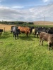 Cows and calves - 3