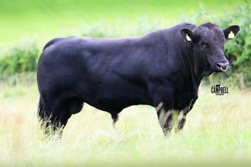 Pedigree Angus bulls