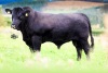 Pedigree Angus bulls - 2