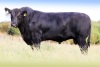 Pedigree Angus bulls - 3