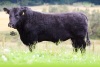 Pedigree Angus bulls - 5