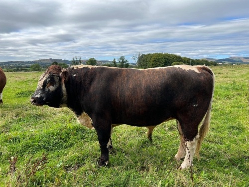 Longhorn bull