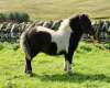 Midarth Milo (BN0135), Piebald  Miniature  Colt Foal DOB: 29th April 2024