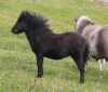 Midgarth Layla (BN0134), Black  Miniature  Filly Foal DOB: 2nd May 2024