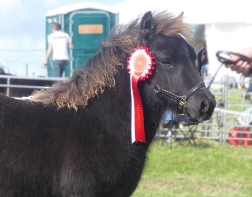 Filska Magician (BN0567), Black Standard Colt Foal DOB: 12th May 2024