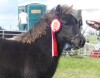Filska Magician (BN0567), Black Standard Colt Foal DOB: 12th May 2024