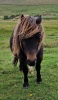 Sandyburn Chancer (BM1449), Bay with Minimal White Markings  Miniature  Unlicensed Colt DOB: 14th August 2023