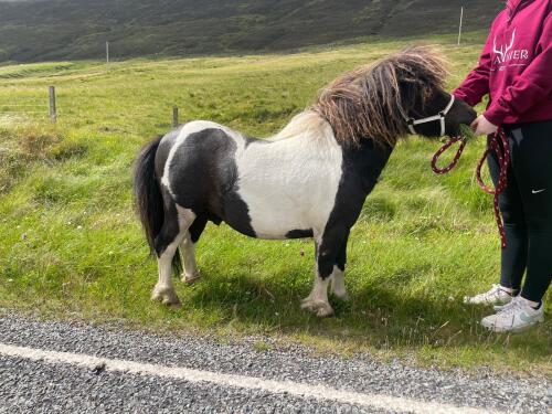 Benston Applejack (BJ1245/S24), Piebald 30" Licensed Stallion DOB: 27th April 2021