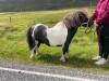 Benston Applejack (BJ1245/S24), Piebald  30"  Licensed Stallion DOB: 27th April 2021