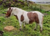 Benston Bumblebee (BK0863), Skewbald  Miniature  Filly DOB: 31st March 2022