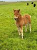 Mailand Maximus (BN0326), Liver Chestnut with 3 White Socks  Standard  Colt Foal DOB: 15th May 2024
