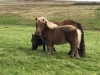 Filska Tiki (BN0568), Chestnut  Standard  Filly Foal DOB: 16th May 2024