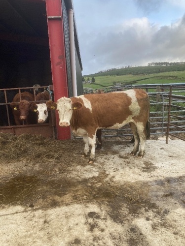 Incalf Simmental cross heifer