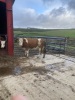 Incalf Simmental cross heifer - 2