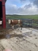 Incalf Simmental cross heifer - 3