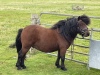 Filska Thor (BJ0017/G24), Bay  38.5"  Gelding DOB: 10th May 2020