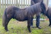 Ravliegirt Vatster (BM0981), Black Miniature Unlicensed Colt DOB: 25th April 2023