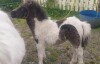 Ravliegirt Winsome (BN0439), Piebald  Miniature  Colt Foal DOB: 21st April 2024