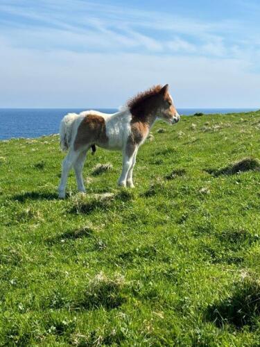 Mailand Jarvis (BN0327), Skewbald Standard Colt Foal DOB: 8th May 2024