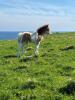 Mailand Jarvis (BN0327), Skewbald  Standard  Colt Foal DOB: 8th May 2024