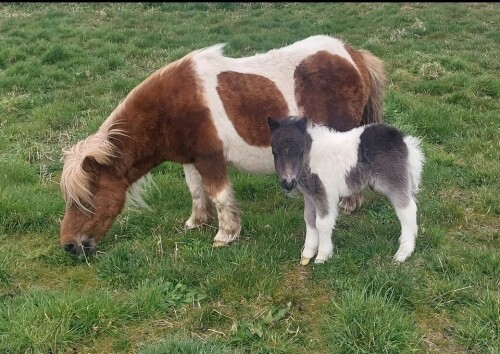 Ravliegirt Whisper (BN0440), Piebald Miniature Colt Foal DOB: 26th April 2024