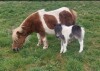 Ravliegirt Whisper (BN0440), Piebald  Miniature  Colt Foal DOB: 26th April 2024