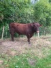 Pedigree Shorthorn bull