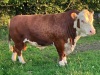 Hereford stock bull