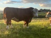 Hereford stock bull - 2