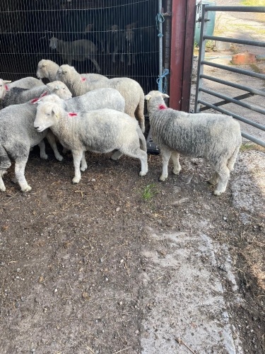 Herdwick Gimmers