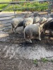 Herdwick Gimmers - 2