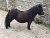 Susan Dunnet (Auckhorn) - STANDARD FILLY  - Acorn of Auckhorn BJ0741 () (Notified) SINGLE  04 May 2021 (Black)