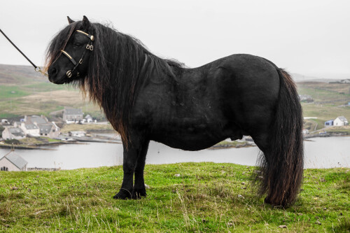 Royal Marksman of Crafton (AX2769/S13), Black 39.5" Licensed Stallion DOB: 8th April 2010